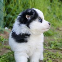 Magnifiques chiots pomsky f2 #3