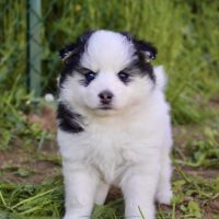 Magnifiques chiots pomsky f2 #4