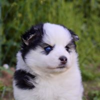 Magnifiques chiots pomsky f2 #5