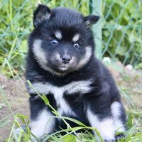 Magnifiques chiots pomsky f2 #7