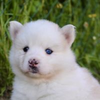 Magnifiques chiots pomsky f2 #9