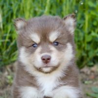 Magnifiques chiots pomsky f2 #10