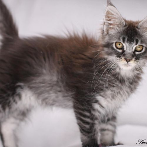Chatons maine coon loof #2