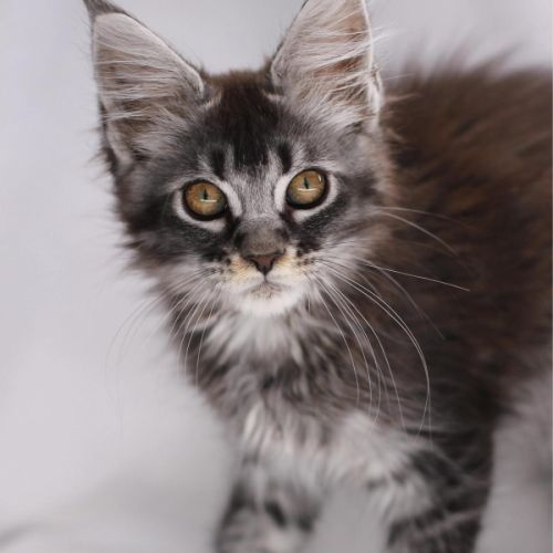 Chatons maine coon loof #3