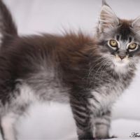 Chatons maine coon loof #2