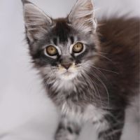 Chatons maine coon loof #3