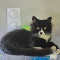 Chatons sibérien à vendre