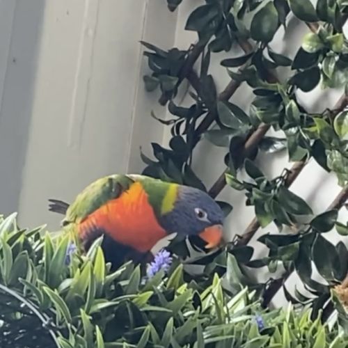 Lorriquet arc en ciel d’australie #2