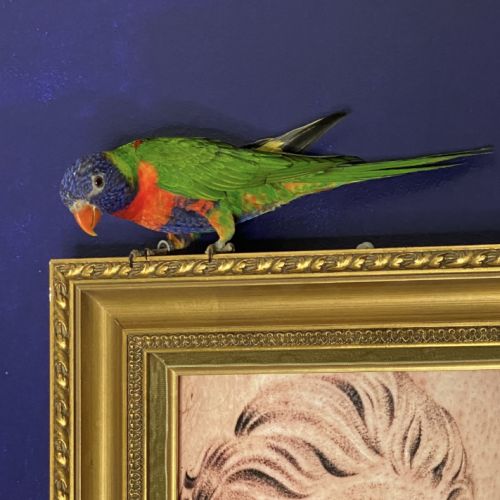 Lorriquet arc en ciel d’australie #3