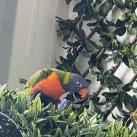 Lorriquet arc en ciel d’australie #2