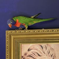 Lorriquet arc en ciel d’australie #3