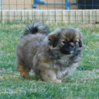 Mâle épagneul tibétain 9 semaines à vendre