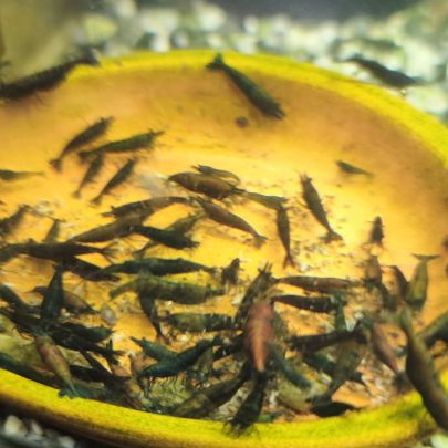 Neocaridina hulk orange #2