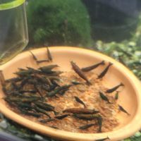 Neocaridina hulk orange #1