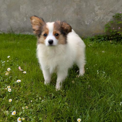 Chiots epagneul nain continental papillon #2