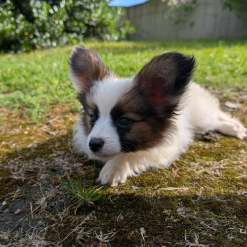 Chiots epagneul nain continental papillon #4