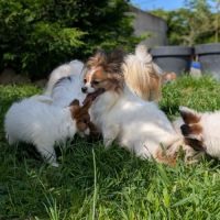Chiots epagneul nain continental papillon