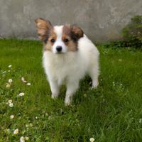 Chiots epagneul nain continental papillon #2