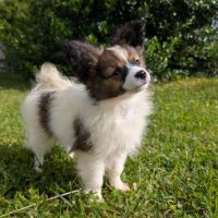 Chiots epagneul nain continental papillon #3