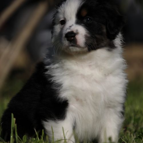 Berger australien male lof #1