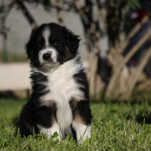 Berger australien male lof #3