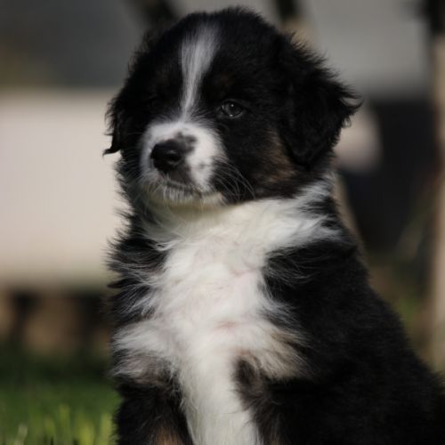 Berger australien male lof #4