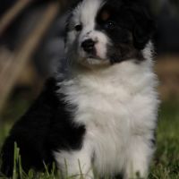 Berger australien male lof #1