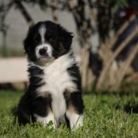 Berger australien male lof #3