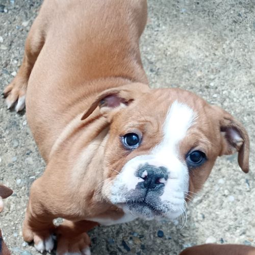 Chiot bulldog continental #4