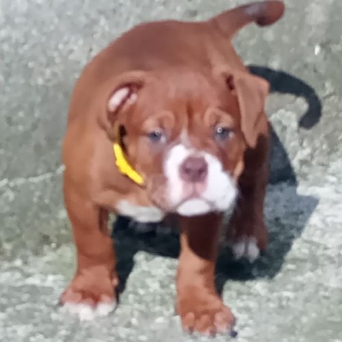 Chiot bulldog continental #5