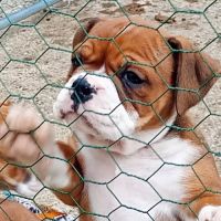 Chiot bulldog continental #3