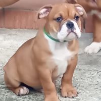 Chiot bulldog continental #6