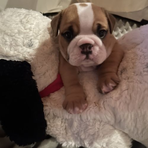 Chiots bulldog anglais #0