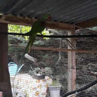 Mâle grand alexandre à vendre