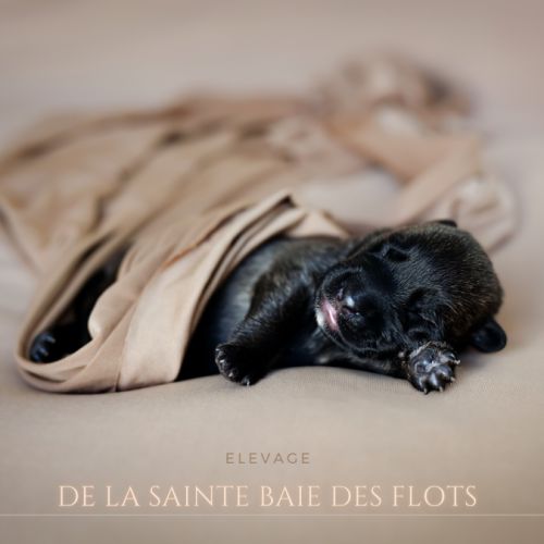 Chiots malinois lignée beauté #4