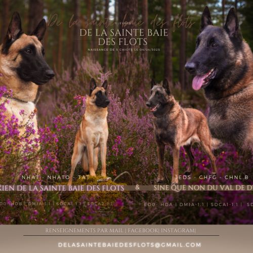 Chiots malinois lignée beauté #6