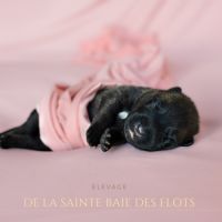 Chiots malinois lignée beauté #3