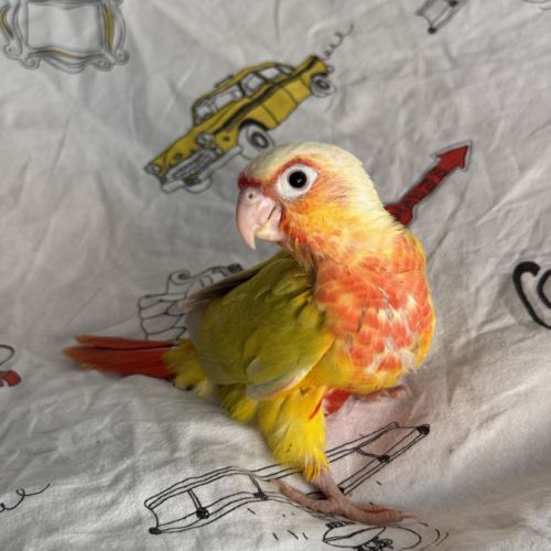 Plusieurs conure molinae #2