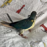 Plusieurs conure molinae #0