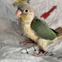 Plusieurs conure molinae #3