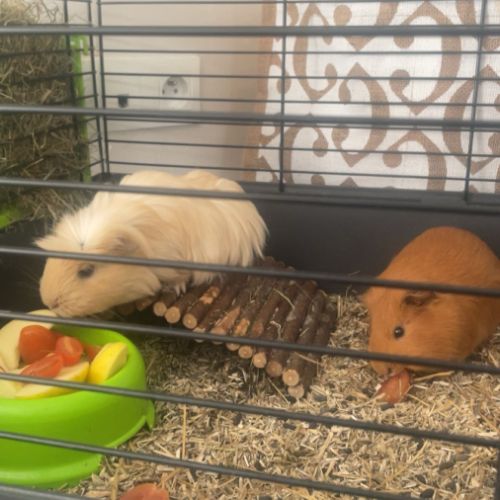 Cochons d’indes à vendre #1