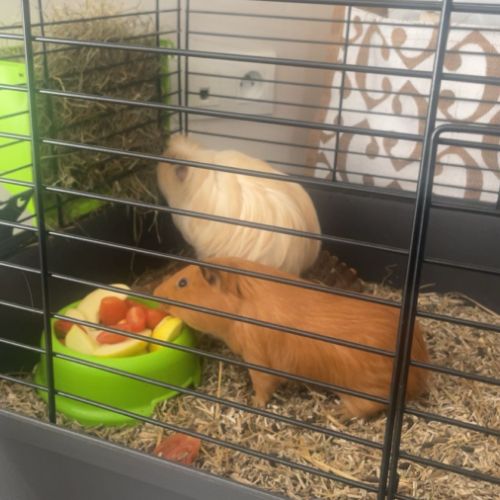 Cochons d’indes à vendre #3