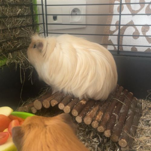 Cochons d’indes à vendre #4