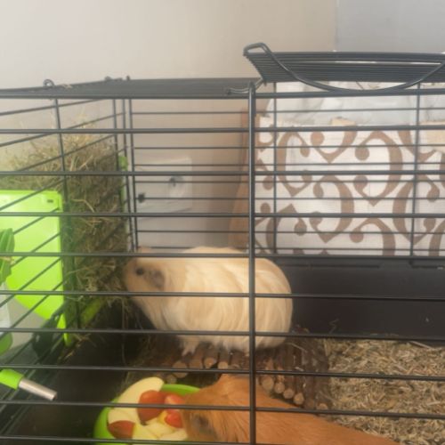 Cochons d’indes à vendre #5