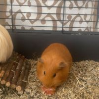 Cochons d’indes à vendre #2