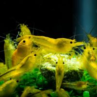 Crevettes yellow pour aquarium d'eau douce