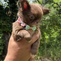 Sublimes chiot femelle type chihuahua #0