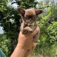 Sublimes chiot femelle type chihuahua #3