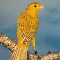 Cherche canaris et exotiques