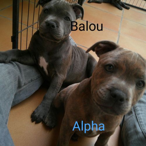 Chiots staffie #2